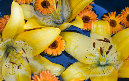 beautiful yellow lilies floating in clear water, floral background top view.の写真素材