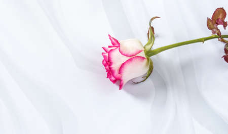 one white rose with pink edges on a white textured background.の写真素材