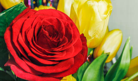 Beautiful flowers close-up, red rose among yellow tulips.の写真素材