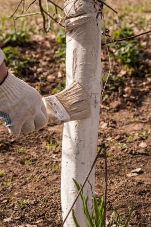 men's hand with brush, spring whitewash of garden trees.の写真素材