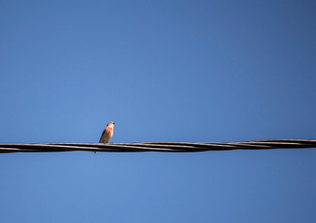 common linnet sitting on a wire under a blue sky.の写真素材