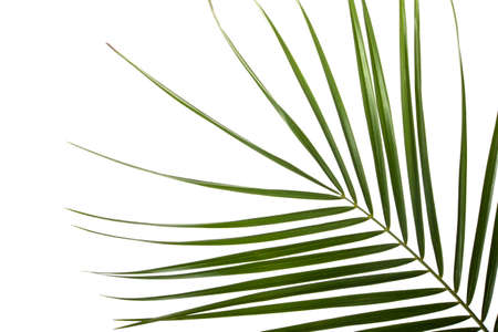 green tropical palm leaf on white background close up as background.