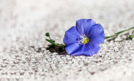 blue linen flower on a linen knitted fabric under the bright sun.の写真素材
