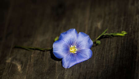 Blue flax flower close-up on an old wooden board, horizontal.の写真素材