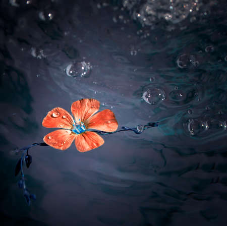 abstract red flower in dark water, an ecological disaster concept.の写真素材