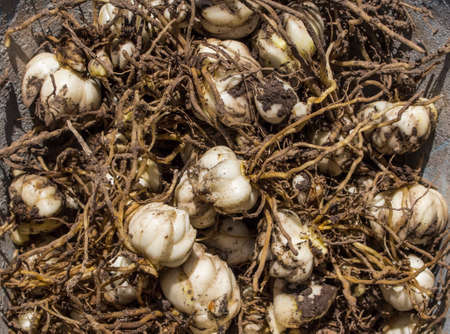 the excavated lily bulbs lie in a bucket for further transplantation.