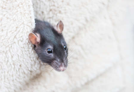 a small gray rat in the pocket of a jacket with a copy of the space.の写真素材