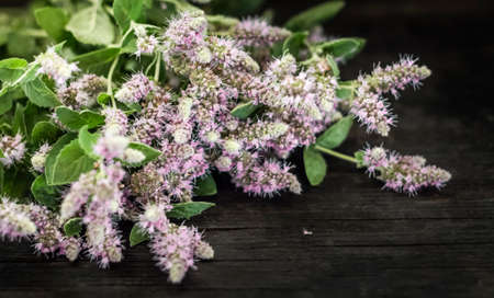 Blooming mint is lying on a black wooden table.の写真素材