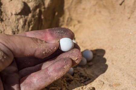a reptile lizard egg in the hands of a worker.の写真素材