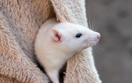 a white rat snuggled in the pocket of a woman's jacket.の写真素材