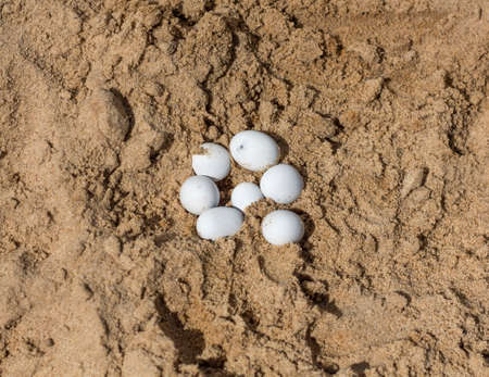 white reptile eggs on yellow hot sand.