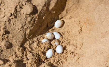 white reptile eggs in yellow hot sand in the sun.の写真素材