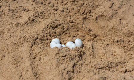 white lizard eggs found in yellow sand in bright sunlight.の写真素材