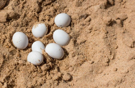 white lizard eggs found in yellow sand with a copy of the space.の写真素材