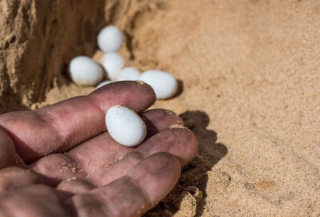 one white lizard egg in a worker's hand, found in yellow sand in bright sunlight.の写真素材