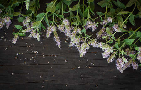 Blooming mint lies on a black wooden table with a copy of the space.の写真素材