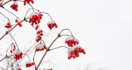 viburnum berries in winter,winter harvest on a tree with a copy of the spaceの写真素材