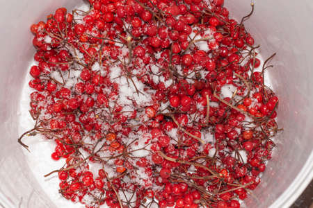collected viburnum berries in winter,winter harvest in a bucketの写真素材