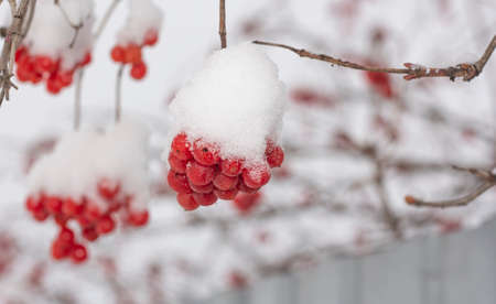 a growing branch of red frozen viburnum with a slide of snow in winter.の写真素材