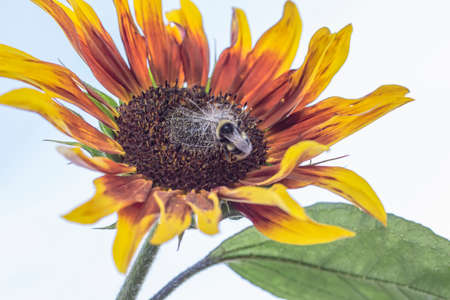 a bright flower of a growing decorative sunflower on a sunny day.の写真素材