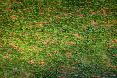 The ivy-covered wall is a natural green background of green leaves