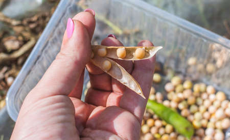 a woman collects yellow pea seeds from dry pods in a box