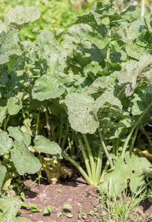 a bed of densely growing green turnips in the garden