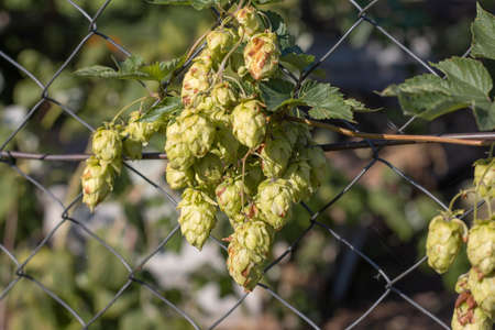 Green ripe hop cones on the fence grid against the background of a summer garden.
