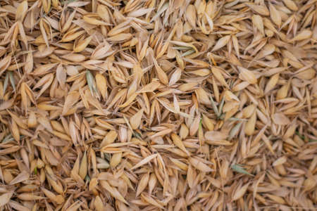 seeds of ripe oats in the husk as a natural background.