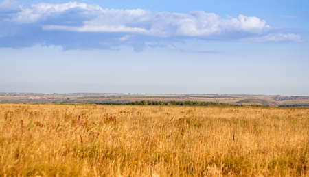 Rural landscape yellow field green forests and blue sky.の写真素材