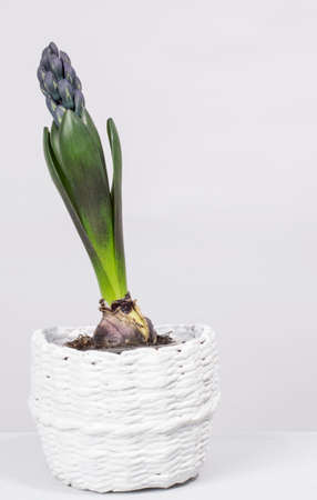 hyacinth flower growing in a white pot on a white background.