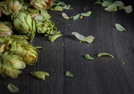 Green fresh hop cones on a dark background for brewing beer, with a copy of the space.の写真素材