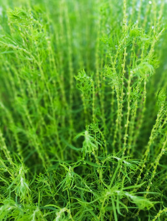 green natural background,Young Green Plants of the Kochiya Bushの写真素材