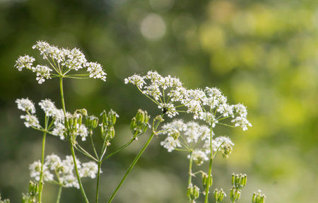 Kupyr forest flower close-up on a green background in summerの写真素材