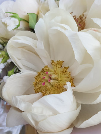 Beautiful blooming flowers of peonies, delicate eustomaの写真素材