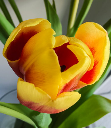 One yellow-red tulip in close-up with green leaves.