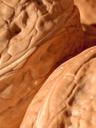 Natural background of walnuts lying under the bright sun, close-up macro shooting