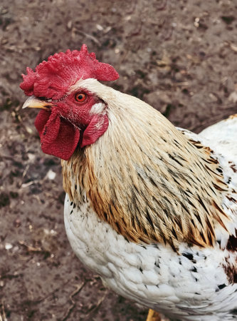 Portrait of an adult rooster with a red crest.