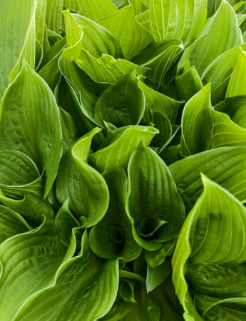 Large green hosta leaves as a background