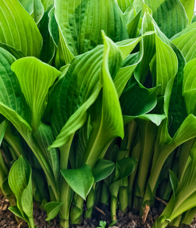 Natural green background from hosta plant close-upの写真素材