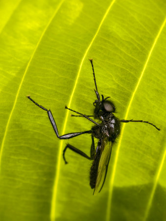 Predatory fly ktyr hunts on a leaf of a plant