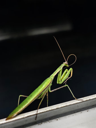 A mantis on a black background is a beautiful and interesting insect that looks like an alien