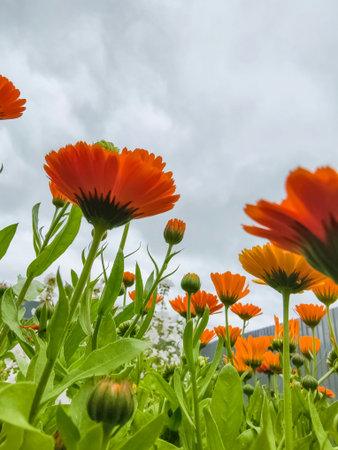 Growing marigold flowers in a garden against the background of the sky