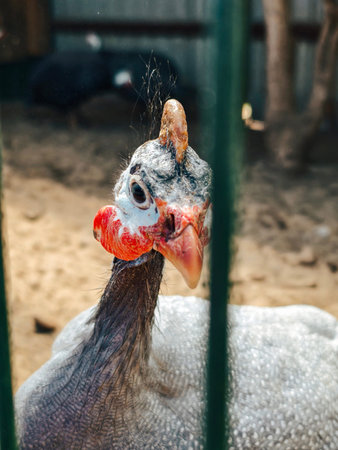 Guinea fowl is a common bird that is kept in a household