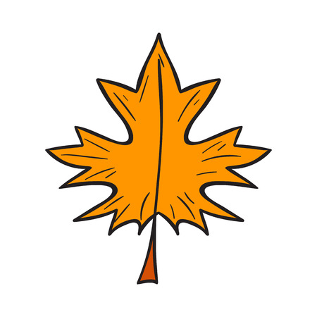 Vector cartoon illustration with hand drawn isolated yellow autumn tree leaf on white background. Autumn leaf icon. Vector background in hand drawn cartoon style. Fall autumn seasonのイラスト素材