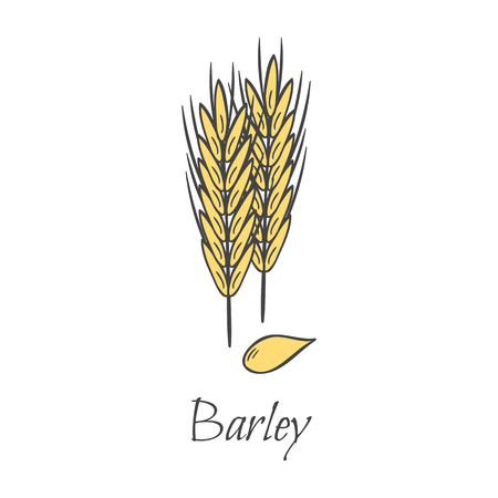 Vector cartoon illustration with hand drawn barley seeds. Cartoon ripe ear for harvesting autumn background. Gold whole natural grains. Agriculture vector isolated icon. Bread hand drawn backgroundのイラスト素材