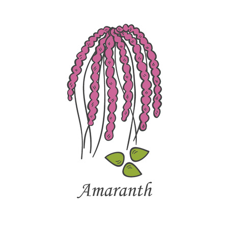 Vector cartoon illustration with hand drawn amaranth seeds. Cartoon ripe ear for harvesting background. Healthy natural food grains. Agriculture vector isolated icon. Healthy lifestyleのイラスト素材
