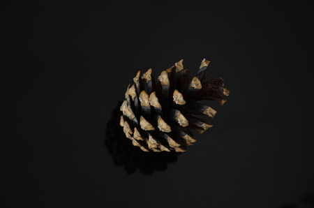 Pine Cone Winter Christmas Dark Blackの写真素材