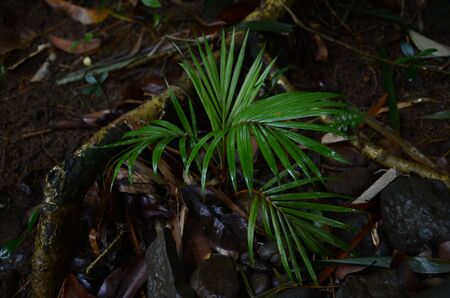 Little Palm Tropical Greenの写真素材