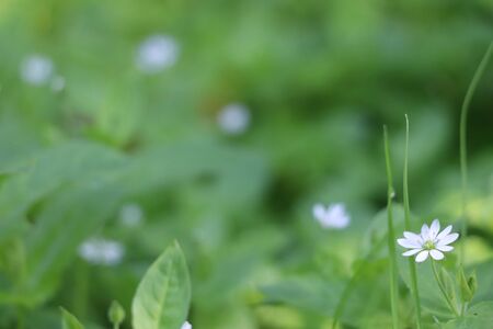 Flower white green daisy